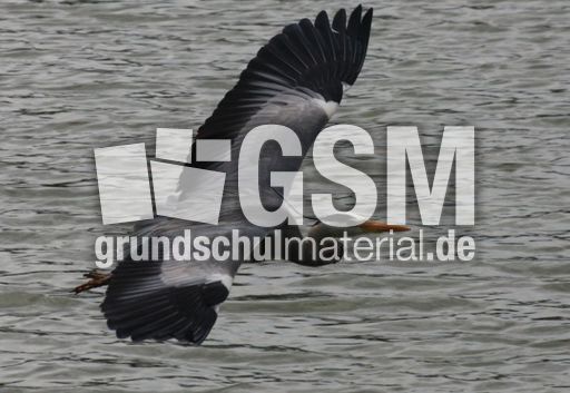 Graureiher-A 224.jpg